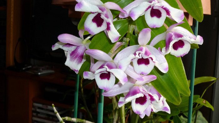 DENDRO NOBILE